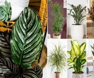 گیاهان آپارتمانی که نور کم میخوان؛ مختص منازل تاریک حتی در زیرزمین با نورگیر افتضاح 