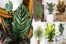 گیاهان آپارتمانی که نور کم میخوان؛ مختص منازل تاریک حتی در زیرزمین با نورگیر افتضاح 