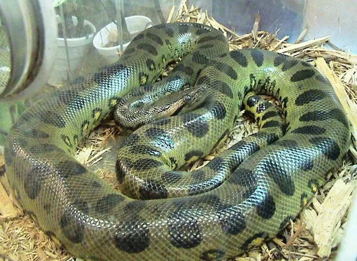Eunectes_murinus2
