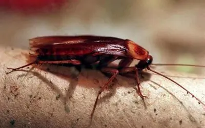 قیمت سوسک هم نجومی شد 