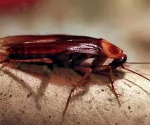 قیمت سوسک هم نجومی شد 