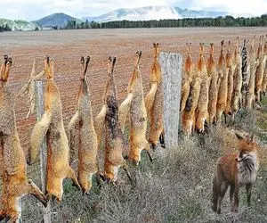 فرآوری روباه؛ روباه‌های گوگولی و جمع و پوستشونو درسته با قمه درمیارن بشه کلاه