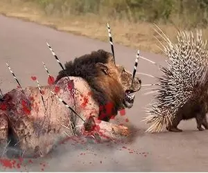 از جذابیت های حیات وحش؛ جوجه تیغی نازنازی با تیغاش شیر و سوراخ کرد کرد خونشو خورد