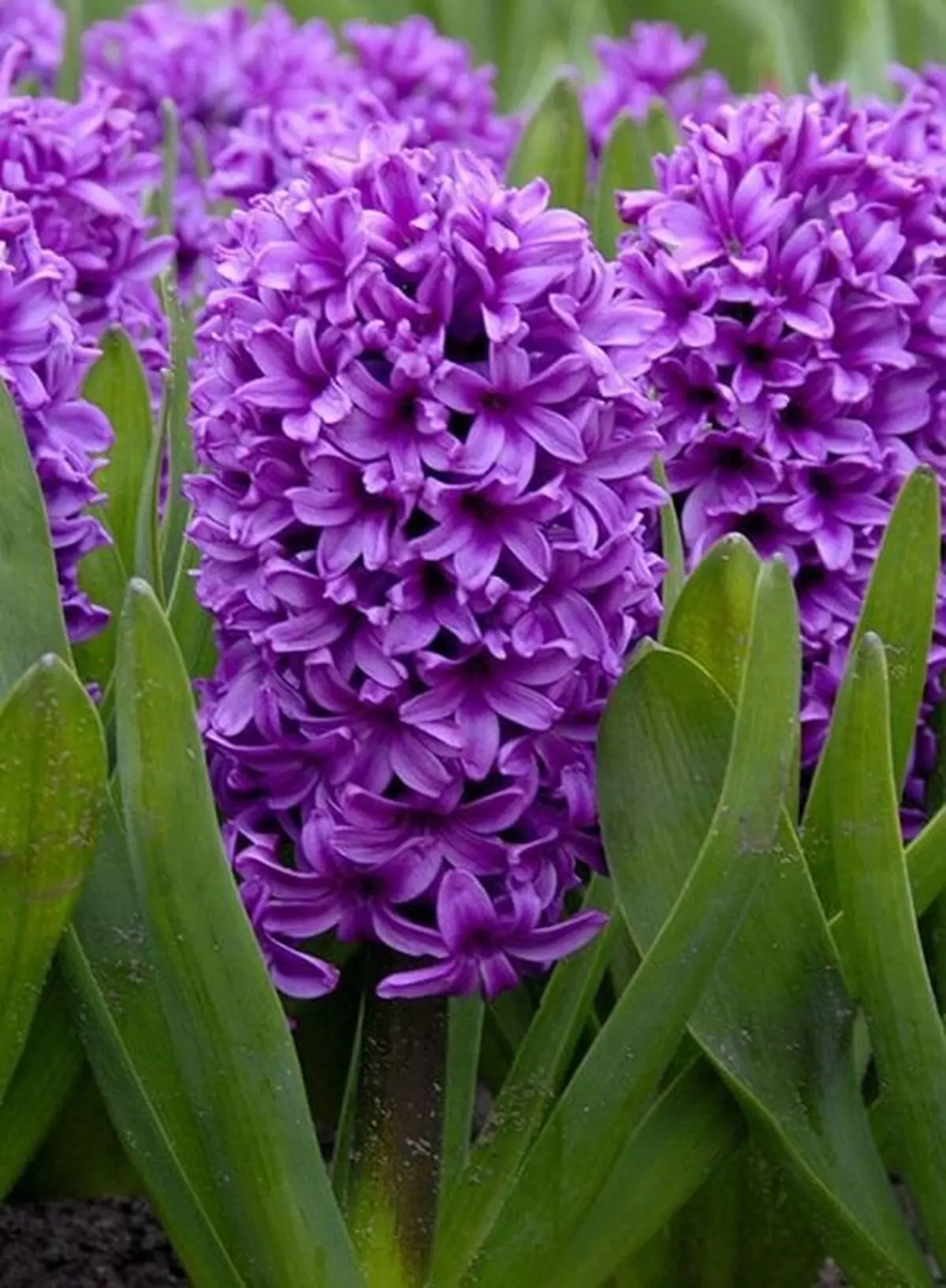 باغچه 3