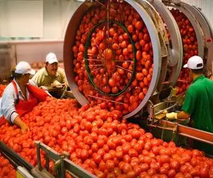 کشاورزی نوین؛ با تجهیزات نوین گوجه برداشت میکنن به بزرگای آناناس تا بشه پوره