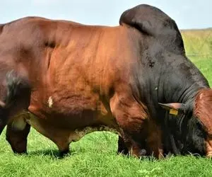 فراوری گاو؛ گاو اینقدر سنگین بود رفت رو باسکول که 18 چرخ میره عدد اومد 2000 کیلو خالص