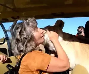 از جذابیت های حیات وحش؛ شیر یهو پرید تو ماشین گردشگرا خانومه هم بوسش کرد