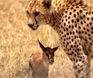 شاهکار حیات وحش؛ ناله های بچه آهو دل پلنگ قصی رو به رحم میاره