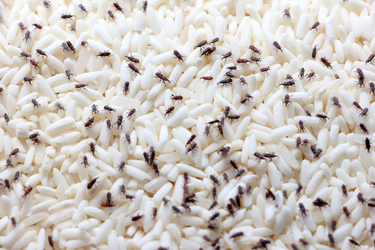 جلوگیری از شپشک زدن برنج