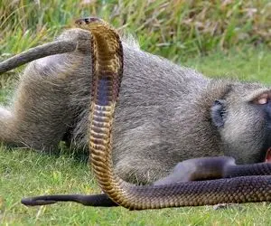 بدایع حیات وحش؛ پیتون خوفناک پیچید دور میمون انقدر فشار داد تا له شد جونش رفت