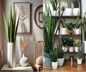 گلدان مناسب برای جلوگیری از زرد و پوسیده شدن سانسوریا/ میخوای گیاهت زیاد عمر کنه؟