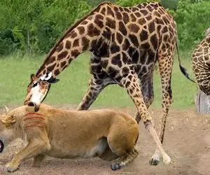 شاهکار حیات وحش؛ زرافه ددمنش گردن شیر سفاک و از قفا پاره میکنه لاشخورا میخورن
