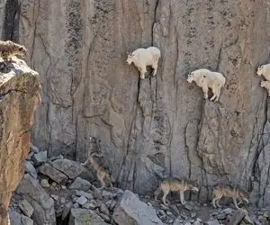 حیات وحش؛ بزهای کوهی انگار قوانین جاذبه را به چالش می‌ کشند