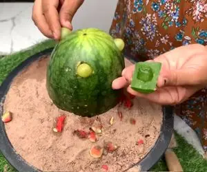 کشاورزی نوین؛ هندونه رو سوراخ کردن انگور رو زدن توش بعد کاشتن هر دونش اندازه گردو شده