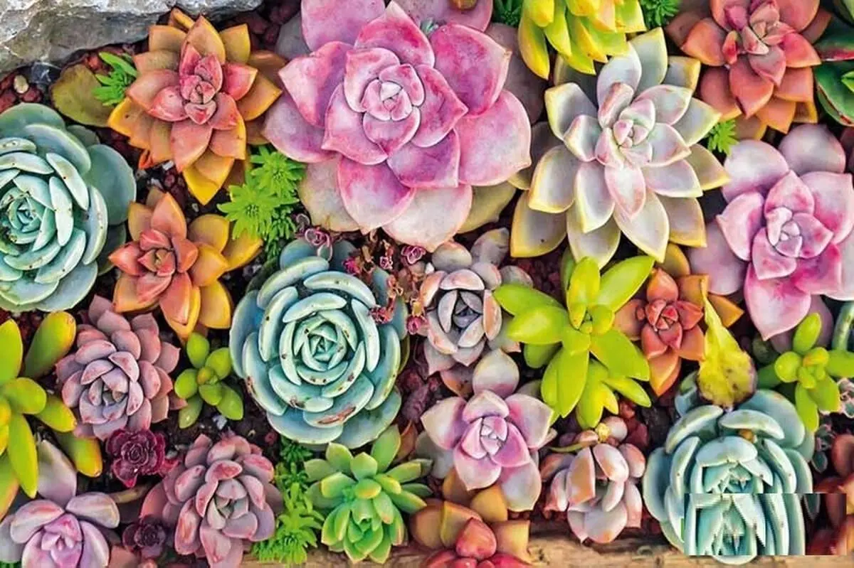 گیاهان آپارتمانی برای روی اپن