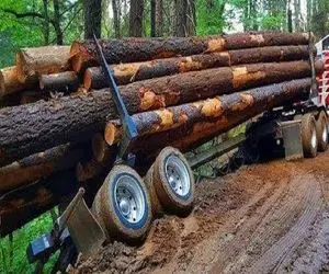 جابه جایی جانکاه؛ میلیون ها تن الوار و تو جاده مهلک گل اندود بردن برای ساخت دکوریجات