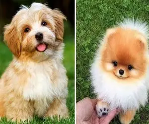 چرا سگ علف میخوره ؟ / اگه اینارو بدونی دیگه از این حرکتش متعجب نمیشی و بهش حق میدی !