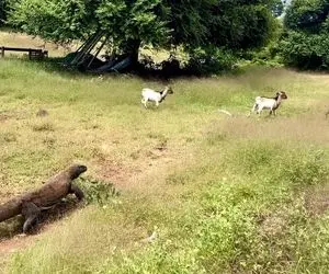 از جذابیت های حیات وحش؛ کومودو افتاده دنبال بزها سرعتش بهشون نمیره مترصد یه اشتباهه