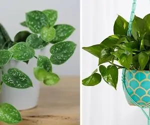 خاک مناسب برای پتوس؛ این خوشگلِ رونده با برگ های قلب قلبیش خونتو حسابی شیک میکنه