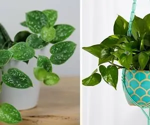 خاک مناسب برای پتوس؛ این خوشگلِ رونده با برگ های قلب قلبیش خونتو حسابی شیک میکنه