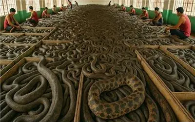 فرآوری مار؛ مار زهردار مثل خیار پوست میکنن بشه کیف و کفش و دارو