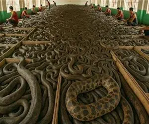 فرآوری مار؛ مار زهردار مثل خیار پوست میکنن بشه کیف و کفش و دارو