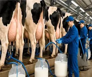 فرآوری گاو؛ گاوهای باورنکردنی که از صب تا شب شیر میدن دوشیده نشن نقش زمینن