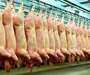 کارخانه حیوانات؛ خوک های حرامی از گاو بزگ تر تو قصابی سلاخی و گوشتش خوروشتی می کنن