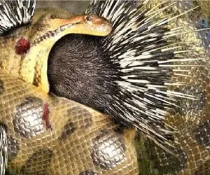 مستند حیات وحش؛ جوجه تیغی استراتژیک تو دهن مار زنگی عمل کرد پاره اش کنه