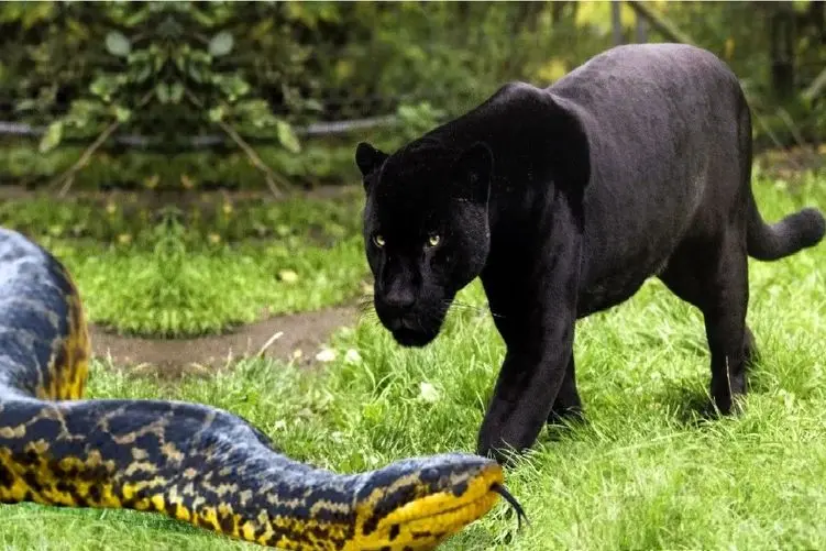 مستند حیات وحش؛ جگوار سیاه جمجمه پیتون غول میترکونه