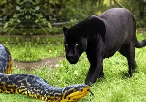 مستند حیات وحش؛ جگوار سیاه جمجمه پیتون غول میترکونه