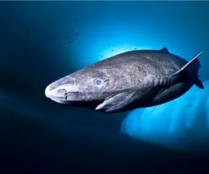 وحوش اقیانوس؛ رازهای یک فسیل زنده که قرن‌هاست در اعماق یخ‌زده زمین پرسه می‌زند