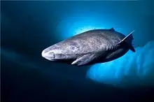 وحوش اقیانوس؛ رازهای یک فسیل زنده که قرن‌هاست در اعماق یخ‌زده زمین پرسه می‌زند