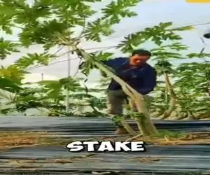 کشاورزی نوین؛ باورکردنی نیست کشاورزان چینی خودشون درختو میشکونن خم بشه زیاد میوه بده