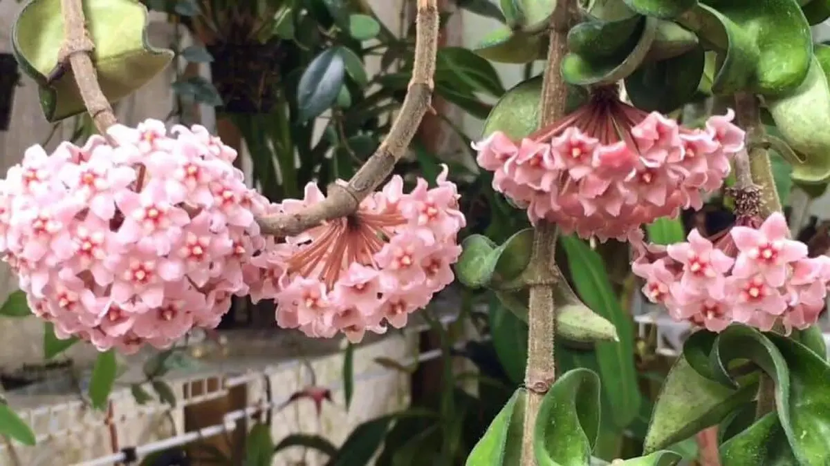 Hoya-Carnosa-1024x576