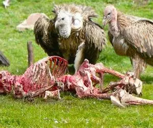 صحنه دهشتناک؛ کرکس‌های لاشخور تمام گوشت یه مرد که خوابیده بود رو کندن خوردن