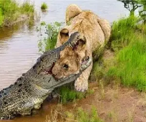 مستند حیات وحش؛ جاذبه شیر دد رو میندازه تو دهن تمساح آزمند