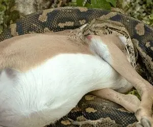 صحنه دهشتناک؛ پیتون کله خر ایمپالای درسته رو قورت داد دهنش داره پاره پاره میشه