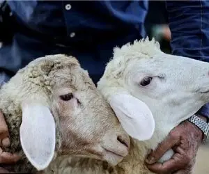 قیمت دام زنده امروز 27 شهریور 1404 / دام گران شد + جدول