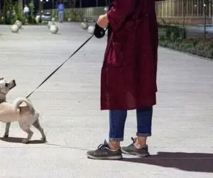 (ویدیو) فیلم اسلحه کشیدن نیروی انتظامی برای سگ گردانی در تهران