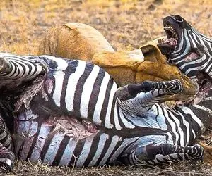 از جذابیت های حیات وحش؛ 30 لحظه ای که گورخر مجروح برای نجات جانش تقلا میکنه