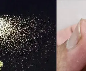 هجوم حشره سنک به مشهد؛ آیا از نیش این حشره باید ترسید؟ + راهکار نابودی