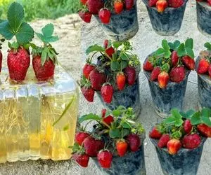 کشاورزی نوین؛ توت فرنگی رو گذاشتن تو آبی که بهش پیاز زدن ریشه هاش یه متری شد