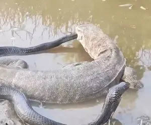 دیدنی های راز بقا؛ مارمولک غول پیکر دم زهرآلود مار کبری رو گاز گرفت