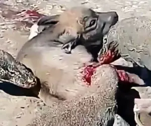 از جذابیت های جیات وحش؛ اژدهای کومودو خوشحال از شکار چاقش یهو افتاد گیر غارتگر