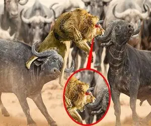 جذابیت حیات وحش؛ شاه شیر قسی در نبرد با بوفالو سفاک ناگهان روی سرش شاخ می زند