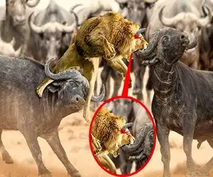 جذابیت حیات وحش؛ شاه شیر قسی در نبرد با بوفالو سفاک ناگهان روی سرش شاخ می زند