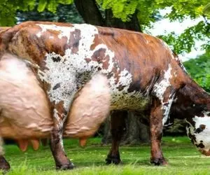 فرآوری گاو؛ گاو خوشگلی که اینقدر حجم شیرش زیاده مثل فوراه می پاشه موقع دوشیدن