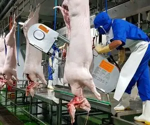فرآوری خوک؛ با اره برقی و مشعل افتادن به جان خوک و سلاخی میکنن تا بشه کالباس ناروا