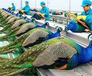 فرآوری طاووس؛ پرورش طاووس برای درخشش صنعت مد و فشن با استفاده از پرهایش